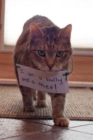 Cat Shaming | Cat Shaming: 'Just being me!': image via catshaming.tumblr.com Animal Kindness, Cat Funnies, Pet Shaming, Silly Kitties, Cat Shaming, Cat Napping, Animal Shaming, Cat Fun, Cat Things