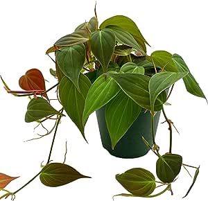 Philodendron Micans, Plant Shopping, Heart Leaf, Leafy Plants, Indoor Flowers, Free Plants, Replant, Plastic Pots, Plant Gifts