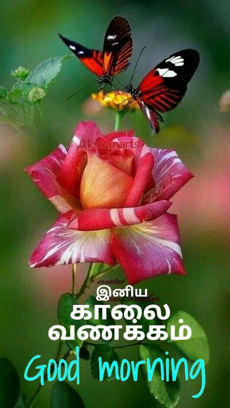 Good Morning Images In Tamil, Good Morning Beautiful Flowers, Good Morning Life Quotes, Good Morning Beautiful Pictures, Good Morning Wishes Quotes, Good Morning Image Quotes, Morning Wishes Quotes, Morning Inspirational Quotes, Cute Love Pictures