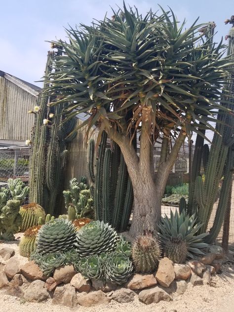 Love this aloe tree Aloe Garden Landscaping, Agave And Cactus Landscaping, Landscaping With Cactus And Rocks, Rock And Cactus Landscape, Cactus Rock Garden Landscape Design, Agave Rock Garden, Cactus Garden Design, Desert Landscaping Backyard, Cactus Garden Landscaping