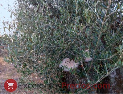 How to Prune an Olive Tree: Young, Old... Video selection Pruning Olive Trees, Olive Grove, Tree Pruning, Olive Trees, Olive Leaf, Old Video, Photosynthesis, Olive Tree, Olive Branch