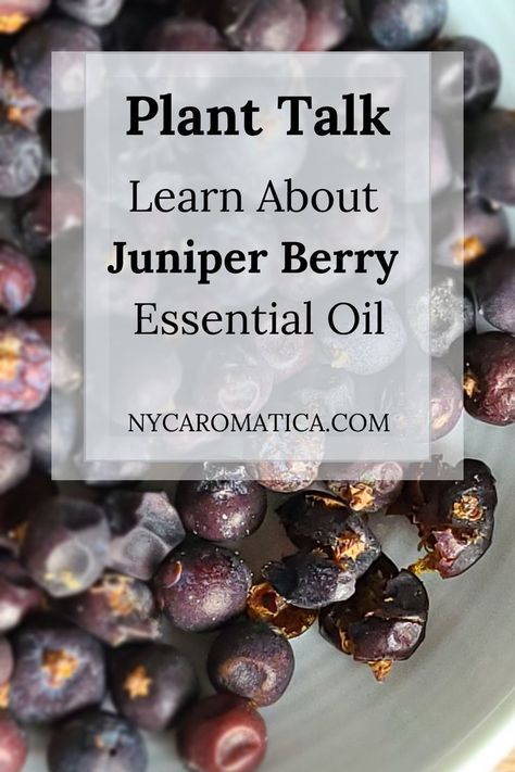 Juniper berries in a dish. Juniper Essential Oil Benefits, Pokeberry Uses, Juniper Oil, Juniper Berry Essential Oil, Spiritual Religion, Herb Recipes, Aromatic Plant, Essential Oil Benefits, Juniper Berry