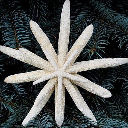 34 Most Creative Christmas Tree Toppers of All Time - Miss Wish Best Christmas Tree Toppers, Nautical Christmas Tree, Christmas Tree Toppers Unique, Starfish Tree Topper, Diy Tree Topper, Beach Christmas Trees, Xmas Tree Toppers, Beach Christmas Decorations, Coastal Christmas Decor