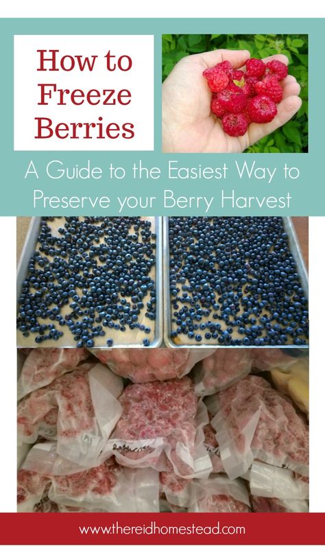 Are you anticipating a large berry harvest this year? Worried you won't have time to can them, or already have so much jam you don't know what to do? Freeze them! In this article I share my tips and tricks for the easiest method to preserve them. ~The Reid Homestead #berryseason #preservingberries #berryharvest #freezingberries #strawberries #raspberries #blueberries Blueberry Kombucha, Freeze Strawberries, Freezing Strawberries, Freezing Fruit, Frozen Summer, Strawberry Rhubarb Crisp, Long Term Food Storage, Strawberries Blueberries, Berry Bushes