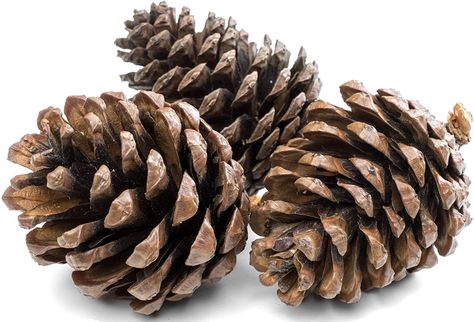 1Kg Natural Pine Cones 5 to 7cm Christmas Wreath Garlands Decoration Dried Floral Arrangements: Amazon.co.uk: Kitchen & Home Pinecone Christmas Decorations, Real Christmas Wreath, Real Christmas Wreaths, Christmas Wreath Diy, Dried Floral Arrangements, Pinecone Christmas, Natural Ornaments, Christmas Pine Cones, Christmas Wreaths & Garlands