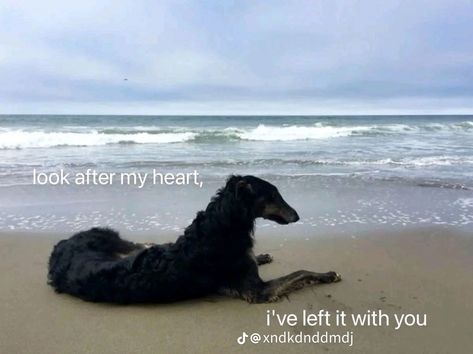 Sadcore Quotes, Dog Poetry Quotes, Canine Poetry Aesthetic, Corecore Quotes, Animal Poetry, Cat Poetry, Couple's Bedroom, Canine Poetry, Dog Poetry