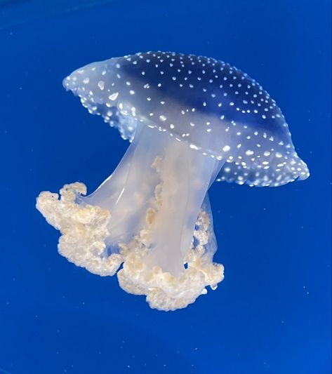 Water 
Jellyfish 
Blue
Ocean Australian White Spotted Jellyfish, Phyllorhiza Punctata, White Spotted Jellyfish, Spotted Jellyfish, Jellyfish Pictures, Jellyfish Drawing, Ocean Aesthetic, Jelly Fish, Jellyfish