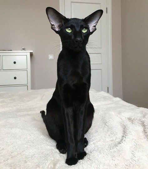 Oriental Black Shorthair shared by Arianna on We Heart It Gato Sphynx, Short Hair Cats, Image Chat, A Black Cat, Sphynx Cat, Cat Aesthetic, Cat Sitting, Cute Kittens, Pretty Cats