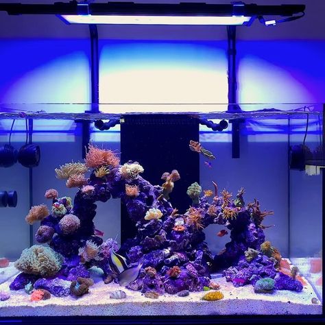 @her.nano.reefs shared a video on Instagram: “Happy Friday my dear reefing family 🌈🧘🏻‍♀️ For more info about my Reef Tanks and how to care for anemones please check out my Youtube…” • Feb 12, 2021 at 8:57pm UTC Reef Tanks, Reef Aquarium, Reef Tank, Anemone, Happy Friday, A Video, Fish, Instagram