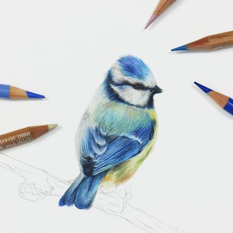 Amie Howard on Instagram: “Next piece underway, a teeny tiny blue tit 😃 my favourite garden birds as they always look so cheeky and happy ☺️ . . . #art #artist…” Flying Drawing, Pencil Drawing Tutorial, Colored Pencil Drawing Tutorial, Draw Birds, Pencil Tutorial, Drawing Birds, Feather Drawing, Blue Drawings, Colored Pencil Tutorial