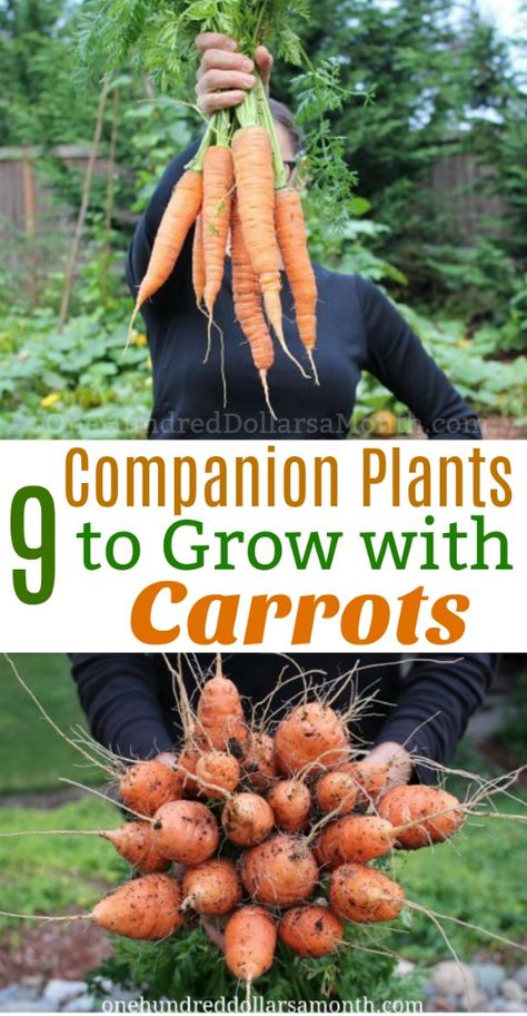 9 Companion Plants to Grow With Carrots - One Hundred Dollars a Month Carrot Companion Plants, Carrots Growing, Carrots Garden, 60 House, How To Plant Carrots, Carrot Gardening, Companion Gardening, Garden Companion Planting, Growing Carrots