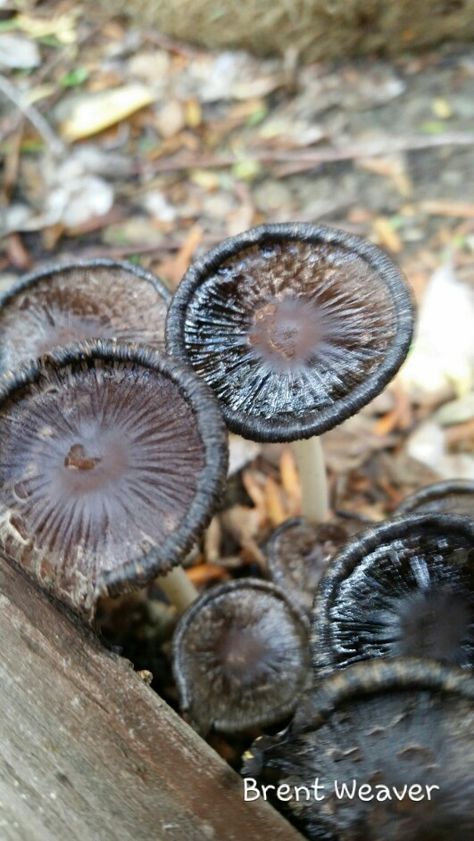 Coprinopsis atramentaria Coprinopsis Atramentaria, Stuffed Mushrooms, Flowers, Plants