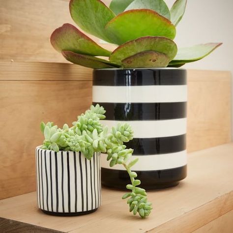 Black & white striped pots Fairy Garden Designs, Cubicle Decor, Modern Planters, Cache Pot, Succulent Arrangements, Blue Decor, Outdoor Planters, Succulent Planter, West Elm