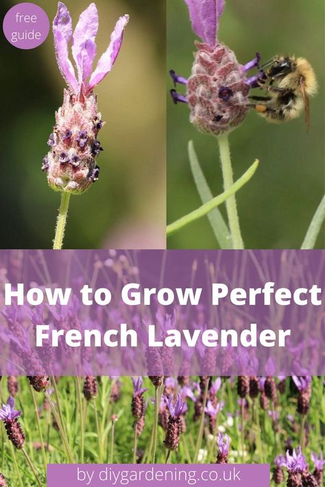 French lavender graphic Lavender Garden, French Lavender Garden, English Lavender, French Lavender Plant, Diy Gardening, Lavender Companion Plants, Lavender Plant, French Lavender, How To Grow Taller