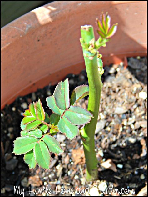 Can You Believe You Can Root Roses From Your Bouquet? on MyHumbleHomeandGarden.com Propagating Roses, Rose Plant Care, Rosen Beet, Rooting Roses, Grafting Plants, Tattoo Plant, Rose Cuttings, Plant Growing, Rose Stem