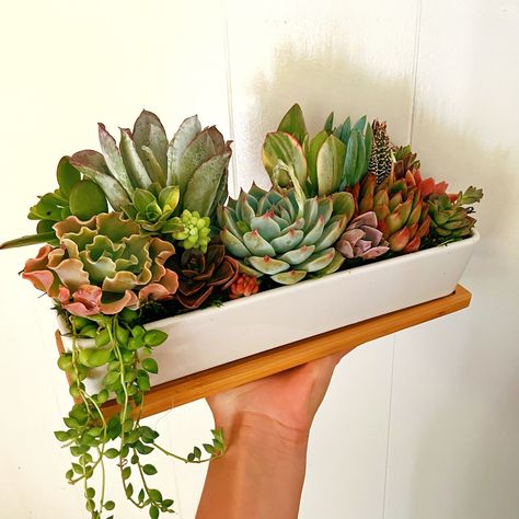 Bring color and joy to your space with this beautiful living arrangement. Vibrant succulents are planted in a white ceramic pot with bamboo tray to catch excess water. The perfect size for a windowsill!  These include 13+ succulents in different varieties and colors. Makes a unique gift with easy to take care of plants that last. Let us know if you have certain color or plant varieties in mind for your space. Plants are placed in fertilized soil and topped with moss. Each arrangement is made to Windowsill Succulents, Succulent Tray, Take Care Of Plants, Space Plants, Window Planter, Plant Varieties, Window Planters, Succulent Cuttings, Bamboo Tray