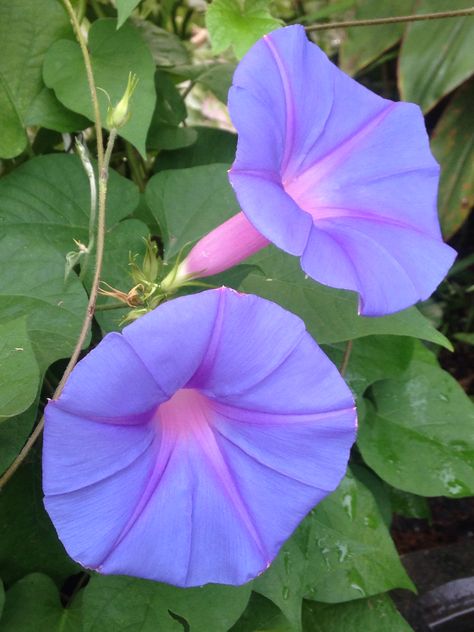 A beautiful morning with morning glory in the garden.... Bee Friendly Garden, Morning Glory Flowers, A Beautiful Morning, Garden Vines, Morning Glories, Blue And Purple Flowers, Lavender Garden, Flower Guide, Rare Flowers