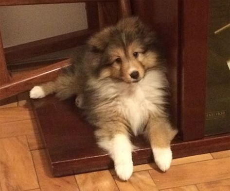 Sheepdog Tattoo, Shetland Sheepdog Blue Merle, Sheltie Puppy, Shetland Sheepdog Puppies, Sheltie Dogs, Shetland Sheep, Dog Mixes, Rough Collie, Herding Dogs