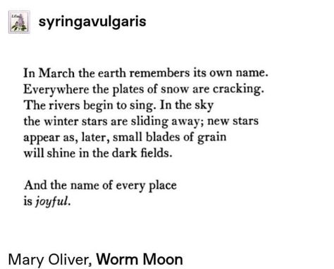 Quotes About March, March Quotes, Mary Oliver, Literature Quotes, Poetry Words, Writing Poetry, Literary Quotes, A Poem, Poem Quotes