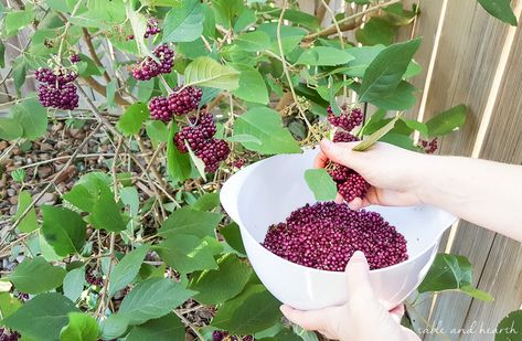 Water Canning, American Beautyberry, Beauty Berry, Medicinal Wild Plants, Food Forest Garden, Wild Foraging, Wild Food Foraging, Diy Herbal Remedies, Canning Tips