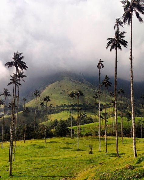 12 Lugares Turísticos de Colombia de Naturaleza | Travelgrafía Cocora Valley, World Most Beautiful Place, Africa Destinations, Exotic Places, Places In The World, Explore Travel, Beautiful Places Nature, Beautiful Places In The World, City Travel