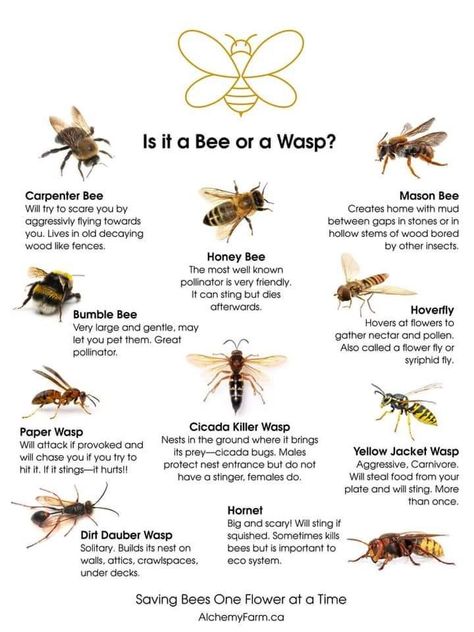 Types Of Bees And Wasps, Insect Types, Bee Types, Different Types Of Bees, Different Bees, Types Of Bees, Backyard Bee, Bees And Wasps, Bee Garden