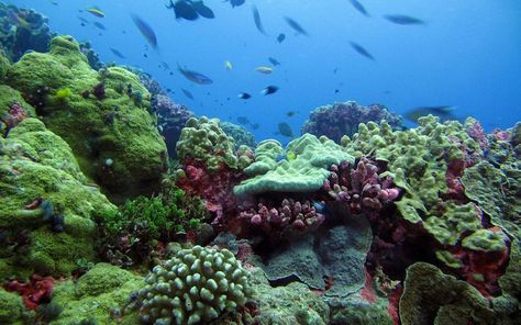 Pacific seeks to ensure 'wider commitment' on oceans | RNZ News Ocean Habitat, New England Aquarium, Tuna Fishing, Roatan Honduras, Air Tawar, Caribbean Style, Roatan, Types Of Fish, Oceans Of The World