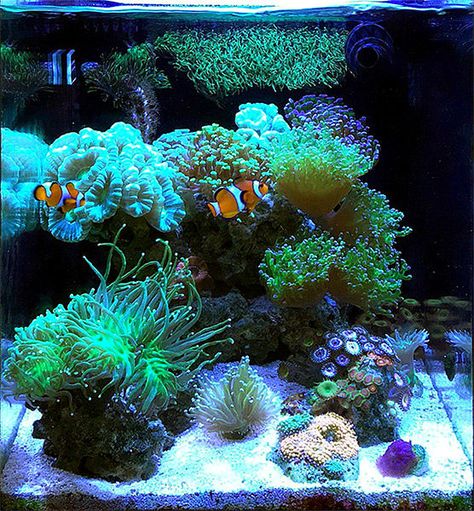 Terrarium Ideas Unique, Saltwater Tank Setup, Terrariums Ideas, Betta Fish Tank Ideas, Reef Tank Aquascaping, Saltwater Aquarium Setup, Discus Tank, Nano Reef Tank, Water Terrarium