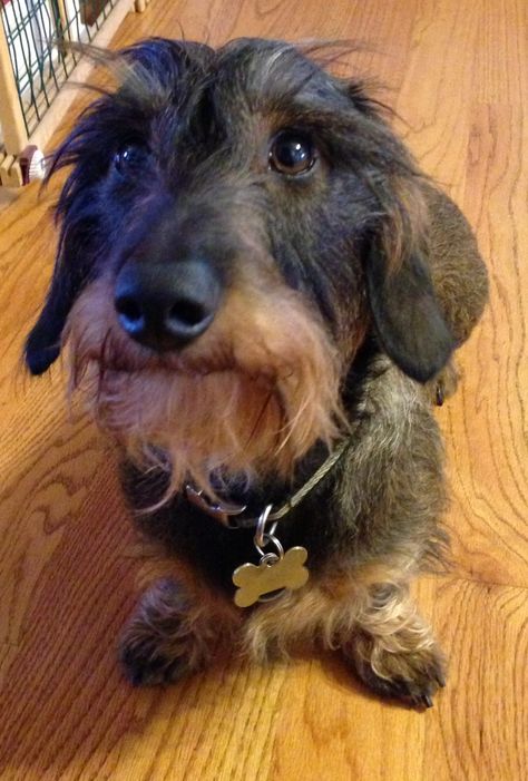 Axel ... My wirehaired dachshund Wired Haired Dachshund, Rough Hair, Wirehaired Dachshund, Dachshund Rescue, Dachshund Breed, Clever Dog, Wire Haired Dachshund, Weiners, Long Haired Dachshund