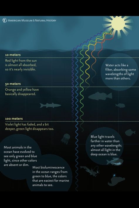 Interesting diagram showing changes in light as the ocean gets deeper. Ocean Diagram, Ocean Acidification Poster, Zones Of The Ocean, Ocean Acidification Illustration, Ocean Light, Ocean Currents Map, Conservation Biology, Starry Lights, Ocean Science