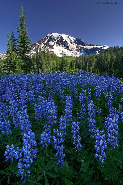 Lupines, Mount Rainier National Park, Washington Blue Lupine, Photo Images, Mount Rainier National Park, Rainier National Park, Trees, Pretty Places, Mount Rainier, Amazing Nature, Adventure Time