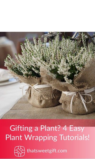 Gifting a Plant? 4 Easy Plant Wrapping Tutorials! | ThatSweetGift Diy Burlap Bags, Nursing Home Crafts, Paper Bag Flowers, Mini Chalkboards, Indoor Flower Pots, Diy Wrap, Tiny Plants, Succulent Gardening, Small Potted Plants