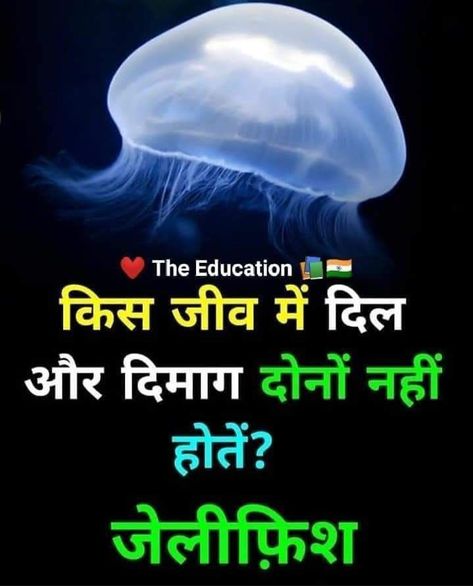 AMAZING AND INTERESTING FACTS IN HINDI TOP 3 AMAZING FACTS TOP 3 AMAZING FACTS IN HINDI Biology Facts In Hindi, Interesting Gk Facts In Hindi, Hindi Fact With Answer, Amazing Facts In Hindi, General Knowledge For Kids, Science Facts Mind Blown, Youtube Facts, Facts In Hindi, Interesting Facts In Hindi