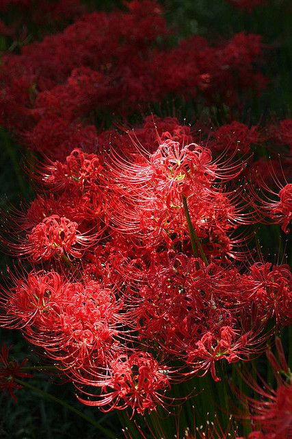 Spider Lilies Girl Tattoo Sleeve, Lycoris Radiata, Spider Lilies, Red Spider Lily, Girls With Sleeve Tattoos, Spider Lily, Red Spider, Red Lily