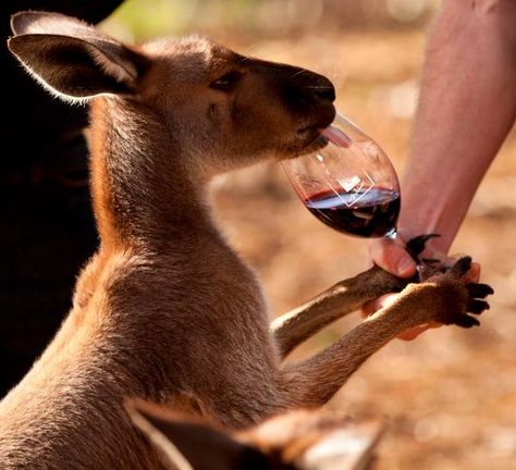 There y'go Skippy! #wine #australia Australian Wine, Australian Wildlife, Drinking Wine, Wine Drinks, My Happy Place, This Moment, Happy Places, Google Chat, Kangaroo