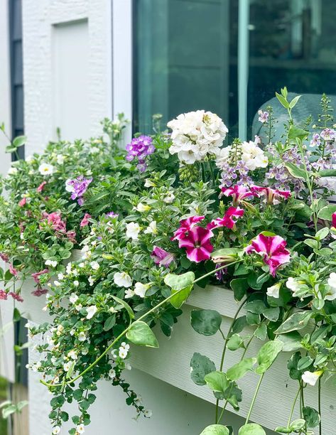 White Pink and Purple Flower Boxes - The Lilypad Cottage Long Garden Ideas, Fall Flower Boxes, Lilypad Cottage, Long Garden, Box Flowers, Window Box Flowers, Creeping Jenny, Outdoor Decorating, Pink And Purple Flowers