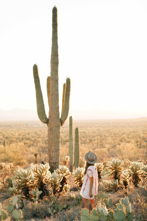 Saguaro National Park Photoshoot, Saguaro National Park Photography, Saguaro Photoshoot, Desert Senior Pictures Arizona, Tucson Photoshoot, Arizona Picture Ideas, Arizona Photoshoot, Tuscon Az, Arizona Aesthetic