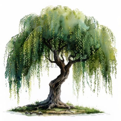 Willow Tree Art Painting, Small Willow Tree, Watercolor Willow Tree, Willow Tree Drawing, Wind Tree, Willow Tree Art, Trees Clipart, Willow Trees, Tree Clipart