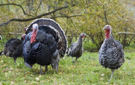 Narragansett Turkey, Raising Turkeys, Eastern Turkey, Raising Farm Animals, Homestead Farm, Future Farms, Wild Turkey, Turkey Hunting, Barnyard Animals