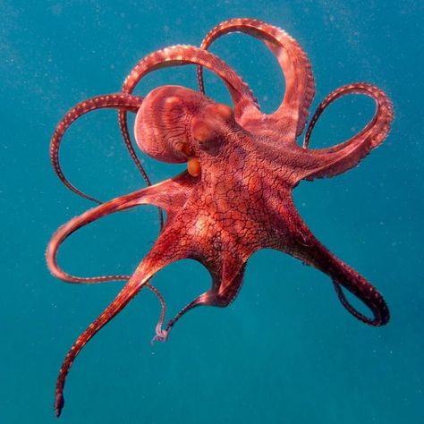 Octopus Red Sea Animals, Red Sea Creatures, Octopus Aesthetic, Pictures Of Sea Creatures, Octopus Photography, Octopus Photos, Octopus Pictures, Draw Sea, Octopus Colors