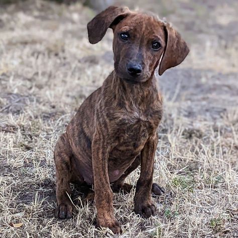 Plott Hound Puppy, Plott Hound, Pig House, Health Humor, Hound Puppies, California Mountains, Forever Family, Dog Adoption, Farm Animals