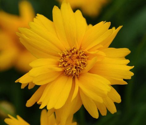 Coreopsis Flower, Tickseed Coreopsis, Cranesbill Geranium, Border Plants, Coastal Gardens, Drought Tolerant Plants, Buy Plants, Flowers Perennials, Annual Plants