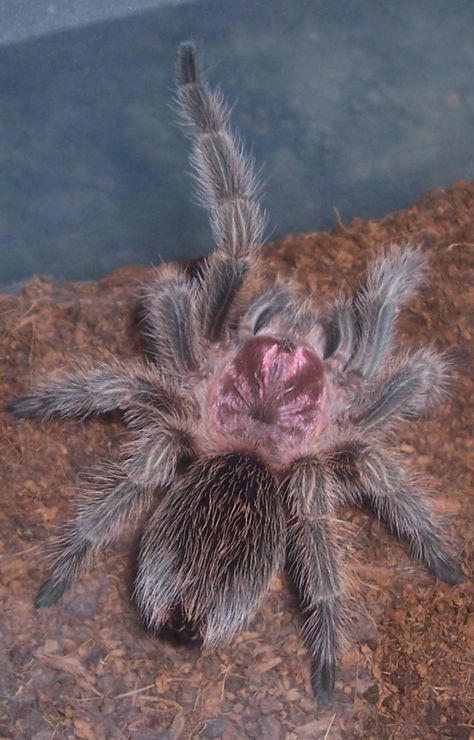 Chilean Rose looking very pink! Rose Hair Tarantula, Rose Tarantula, Beautiful Spiders, Tarantula Enclosure, Pet Tarantula, Arachnids Spiders, Tarantula Spider, Spider Queen, Red Eyed Tree Frog