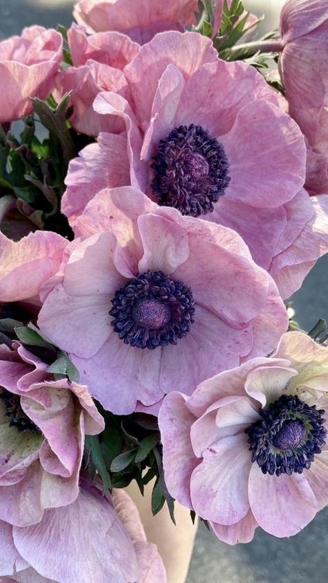 Anemone Flower, Deco Floral, Arte Floral, Flower Farm, Beautiful Blooms, Flower Photos, Flower Pictures, Dream Garden, Plant Life