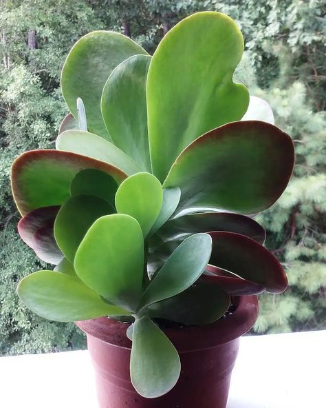 7 Amazing Facts About Flapjack Succulents You Didn't Know! Flap Jack, Hardy Plants, Fire Dragon, Problem And Solution, Amazing Facts, Outdoor Landscaping, Container Gardening, Facts About, House Plants