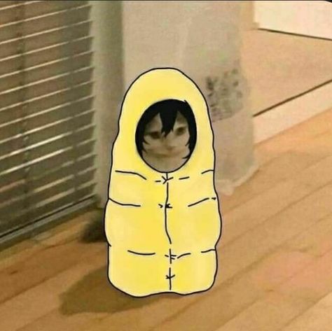 Standing Cat Pfp, Anime Cat Pfp, Standing Cat, Anime Kitten, Cat Cosplay, Cat Pfp, Cat Character, Cat Icon, Memes Anime