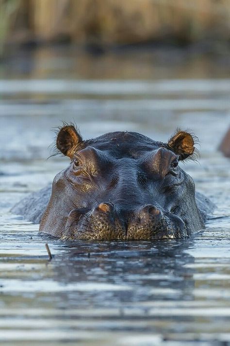 Hippopotamus Photography, River Animals, Animal Photography Wildlife, Africa Wildlife, Hungry Hippos, Animal Silhouette, Rhinos, Animal References, African Wildlife