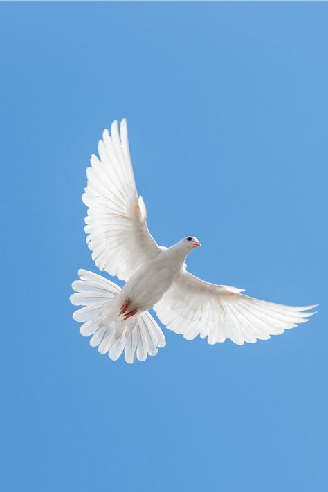 Dove symbolism according to different cultures and religions White Dove Pictures, Dove Pictures Birds, Dove Flying Photography, Dove Photography Bird, Dove Wallper, Dove Aesthetic Bird, Doves Flying To Heaven, White Dove Aesthetic, Doves Aesthetic