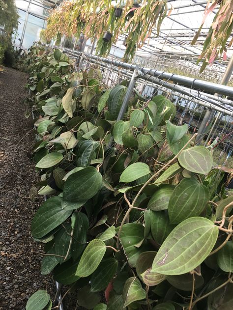 Hoya Cinnamomifolia, Hoya Plant, Tropical Plants, Secret Garden, Plants