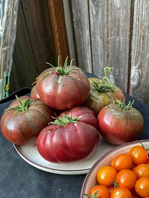 Wondering what the difference is between Cherokee Purple and Black Krim tomatoes? Read on to find out about taste, type, and color differences. Black Krim Tomato Recipes, Cherokee Purple Tomato, Purple Tomatoes, Heirloom Tomato Recipes, Purple Tomato, Tomato Fertilizer, Types Of Tomatoes, Beefsteak Tomato, Urban Farmer